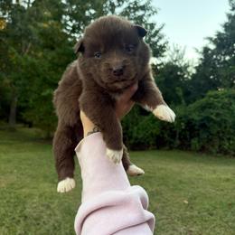 Girl 5 - Red and white female Siberian Husky puppy in Jonesborough, Tennessee from Dry Creek Siberians