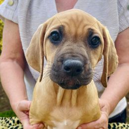 Rhodesian Ridgeback Puppies from Lyonnese Rhodesian Ridgebacks