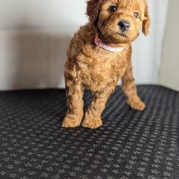 Frosty - Apricot female Schnoodle puppy in Caldwell, Idaho from Boise Doodle Co.