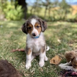 Light Blue - Blue merle female Aussiedoodle puppy in Grants Pass, Oregon from Woodwind Miniatures