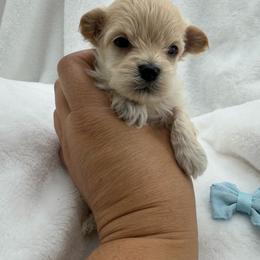 Gus - Apricot male Maltipoo puppy in Turlock, California from 209PuppiesCaliforniaMaltipoo