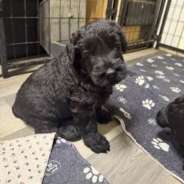 Bobby (Boy 2) - Black male Giant Schnauzer puppy in Bois D’arc, Missouri from Down Low Kennels