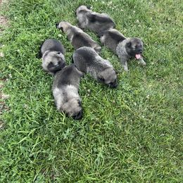 Norwegian Elkhound Puppies from English Bench Elkhounds