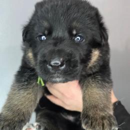 Green - Black and red male German Shepherd puppy in Tony, Wisconsin from Muddy Acres German Shepherds