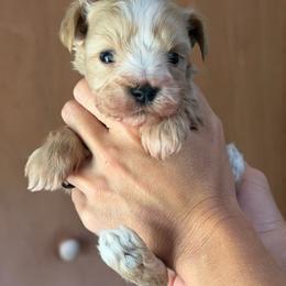 Gunther the teacup - White male Miniature Schnauzer puppy in Miami, Florida from Chiquiticos Shnauzers