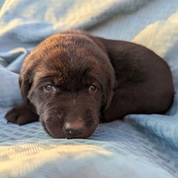 Dilute Retriever and Labrador Retriever Puppies from LC Hunting Labs, LLC.