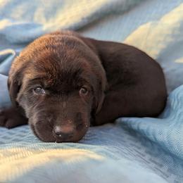 Dilute Retriever and Labrador Retriever Puppies from LC Hunting Labs, LLC.