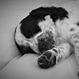 English Springer Spaniel Puppies from South Fork Springers