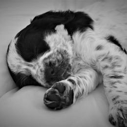 English Springer Spaniel Puppies from South Fork Springers