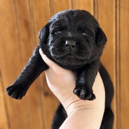 Skye - Black female Labrador Retriever puppy in Tomahawk, Wisconsin from Mahner Labs