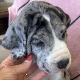Great Danes from Ryan's Royal Great Danes