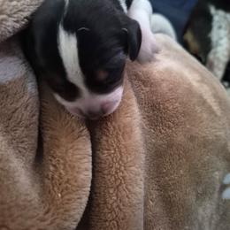 Girl 1 - Black tan and white female Beagle puppy in Medford, Oregon from Laceys AKC Beagles