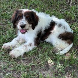 Copper - White and liver male Springerdoodle puppy in Reddick, Florida from Cooper’s Mini Doodles