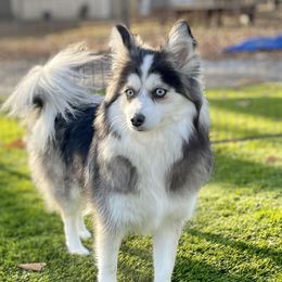 Jovi - Pomsky