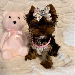 Tiny Roxy - Black and gold female Yorkshire Terrier puppy in Andrews, South Carolina from Sparkle of Glamour Yorkies