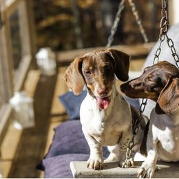 Baron  Bear - Dachshund