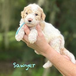 Sawyer - Apricot male Goldendoodle puppy in Sanderson, Florida from Serenity Goldendoodles