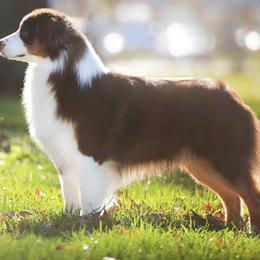 Australian Shepherds from Smoky Mountain Aussies