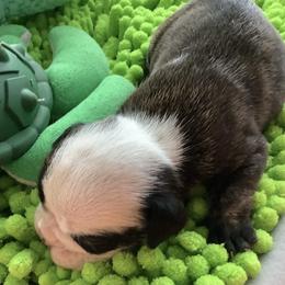 Girl 4 - Brindle female Bulldog puppy in Tierra Verde, Florida from Destiny Kennel