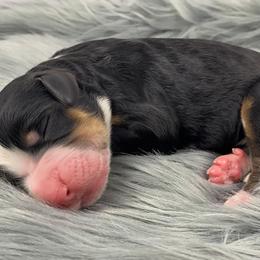 Assorted Doodle Crosses, Bernedoodle, and Goldendoodle Puppies from Central Florida Bernedoodles