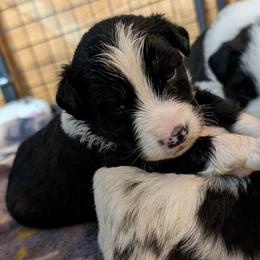 Drac - Black & white male Australian Shepherd puppy in Citra, Florida from AEW Farm