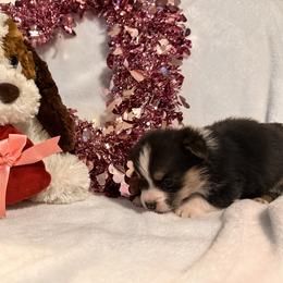 Boy 5 - Black and white male American Corgi puppy in Payson, Illinois from Creek Farm Corgis