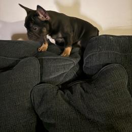 Cleo Jr - Black and tan female French Bulldog puppy in Coatesville, Pennsylvania from The Chipper Frenchie