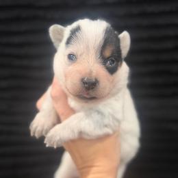 Aira - Blue mottled female Australian Cattle Dog puppy in Rosharon, Texas from 4Surge Cattle Dogs