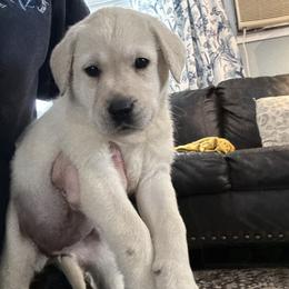 Girl 2 - Yellow female Labrador Retriever puppy in Isanti, Minnesota from Four Corners Family Labs