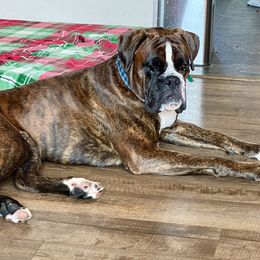 Ascher  - Boxer