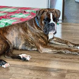 Ascher  - Boxer