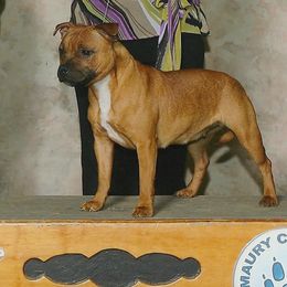 Staffordshire Bull Terrier All Grown Up from JetStaff Kennels