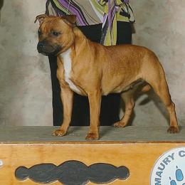 Staffordshire Bull Terrier All Grown Up from JetStaff Kennels