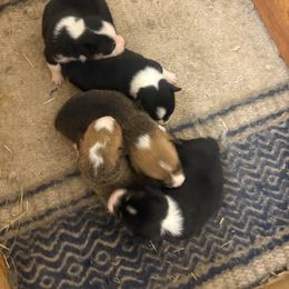 Girl 1 - Black and tan female Pembroke Welsh Corgi puppy in Pikeville, Tennessee from Rock Solid Ranch