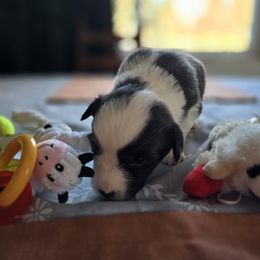 Cardigan Welsh Corgi Puppies from Savage Family Farm