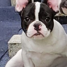 French Bulldog Puppies from Friendly Acres French Bulldogs