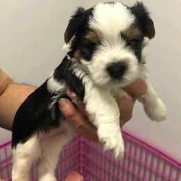 Biewer Terrier and Shih Tzu Puppies from Edrey