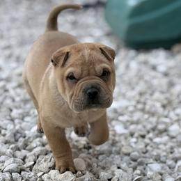Spider - Fawn male Chinese Shar-Pei puppy in Lehigh Acres, Florida from Florida Wrinkles