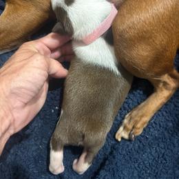 Pink girl - Brindle and white female Boston Terrier puppy in Taylorsville, North Carolina from Jessica's Boston Terriers