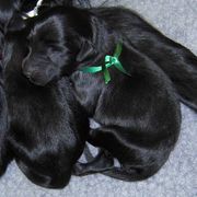 Flat-Coated Retriever Puppies from Beacon's Flat-Coated Retrievers