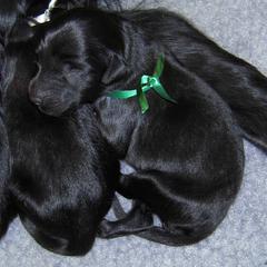 Flat-Coated Retriever Puppies from Beacon's Flat-Coated Retrievers