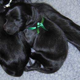 Flat-Coated Retriever Puppies from Beacon's Flat-Coated Retrievers