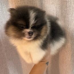 Bumble - Blue and tan male Pomeranian puppy in Fredericksburg, Virginia from Designer Dog Society