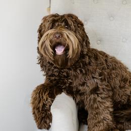 Mocha - Australian Labradoodle