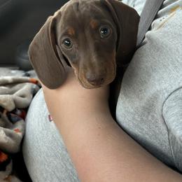 Mousse - Chocolate and tan male Dachshund puppy in Lubbock, Texas from It’s a Hot Mess