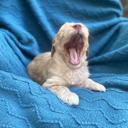 Australian Labradoodle Puppies from Salona- Australian Labradoodles of North America