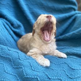 Australian Labradoodle Puppies from Salona- Australian Labradoodles of North America