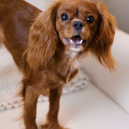 Piper - Cavalier King Charles Spaniel
