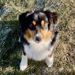 Sunday - Miniature Australian Shepherd