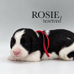 Rosie - Black and white female Cockapoo puppy in Claremont, North Carolina from Magnolia Grove Farms